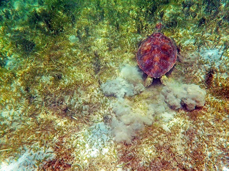 Sea Turtle at LPB